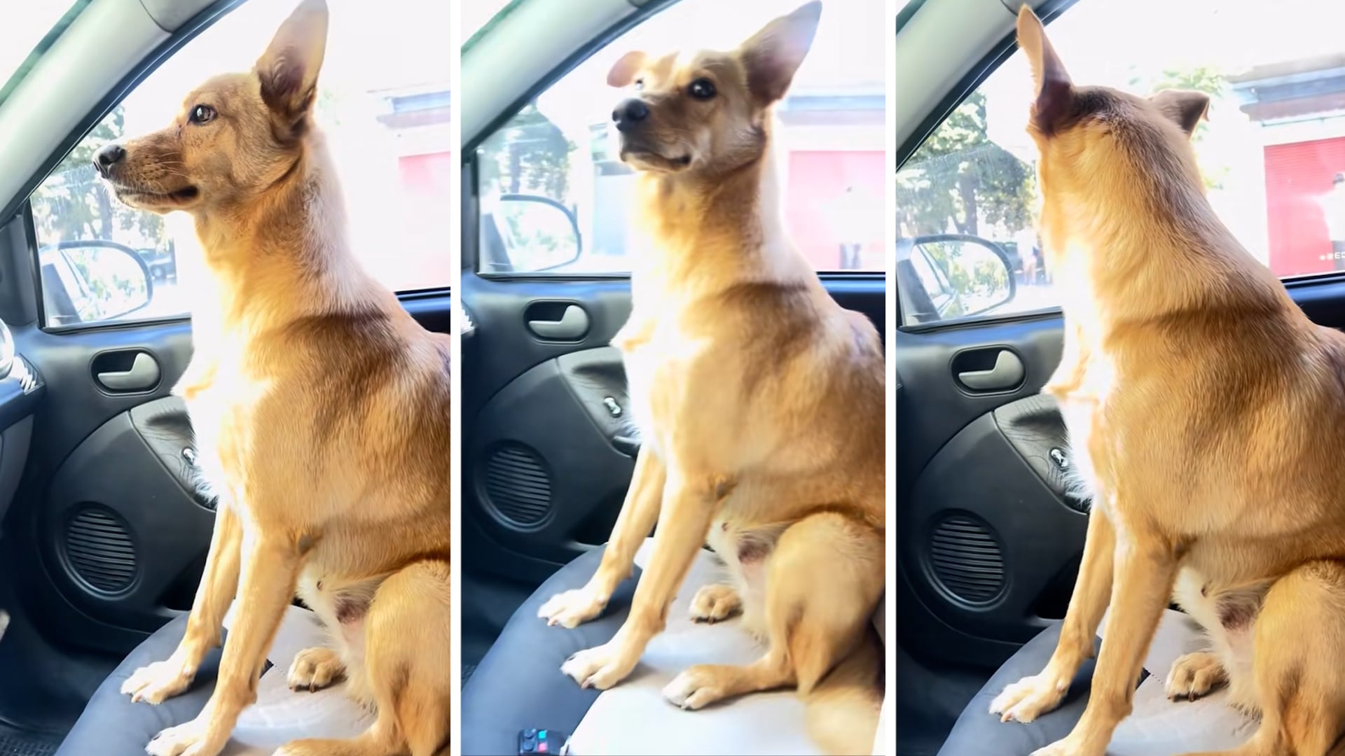 La reacción natural y divertida de la mujer ante Coco en el asiento del copiloto conquistó a los usuarios de TikTok