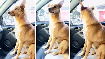 Se descuidó un momento, su