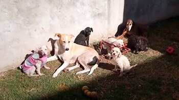 Lolo, en el carrito, junto