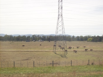 Los ganaderos australianos, especialmente los