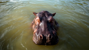 Niegan tutela que buscaba frenar sacrificio de hipopótamos en Colombia: Ministerio de Ambiente tendrá que hacer campañas informativas