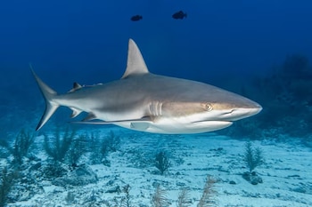 Un tiburón gris nada en el océano sobre un fondo arenoso con vegetación. Dos peces pequeños oscuros se observan flotando en el agua