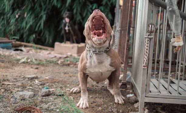 Un pitbull atacó a dos mujeres en la localidad santafesina de Santo Tomé y quedaron internadas (Imagen Ilustrativa IA)