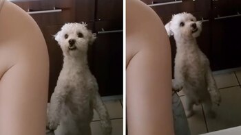 La tierna mirada de Bruce,