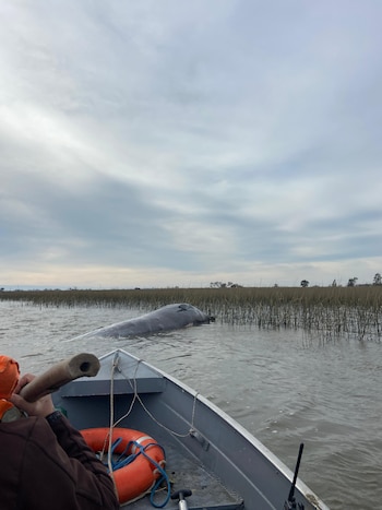 Advierten por fuertes olores por ballena que apareció apareció varada en la costa de Montevideo (Gabriel Martínez - Grupo de Trabajo en Varamientos)