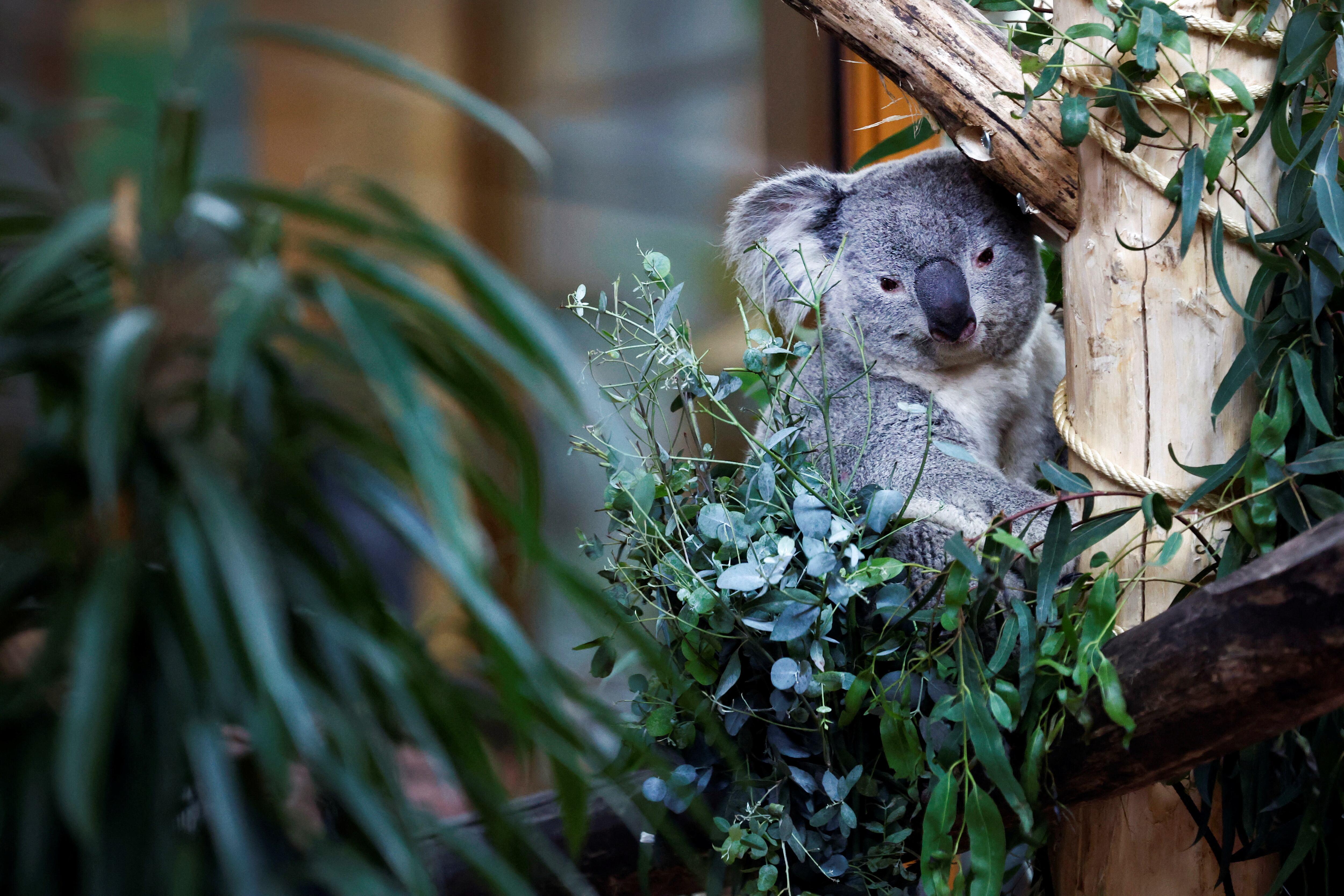 La Universidad de Queensland desarrolla una herramienta genética innovadora para proteger a los koalas en Australia - (REUTERS)