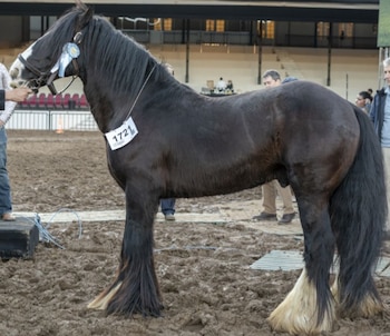 Gypsy Vanner. Su andar pausado,