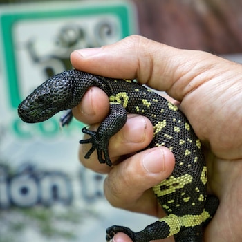 Los expertos buscan desmentir los mitos sobre el niño dormido para que las comunidades protejan al lagarto escorpión y su hábitat.
