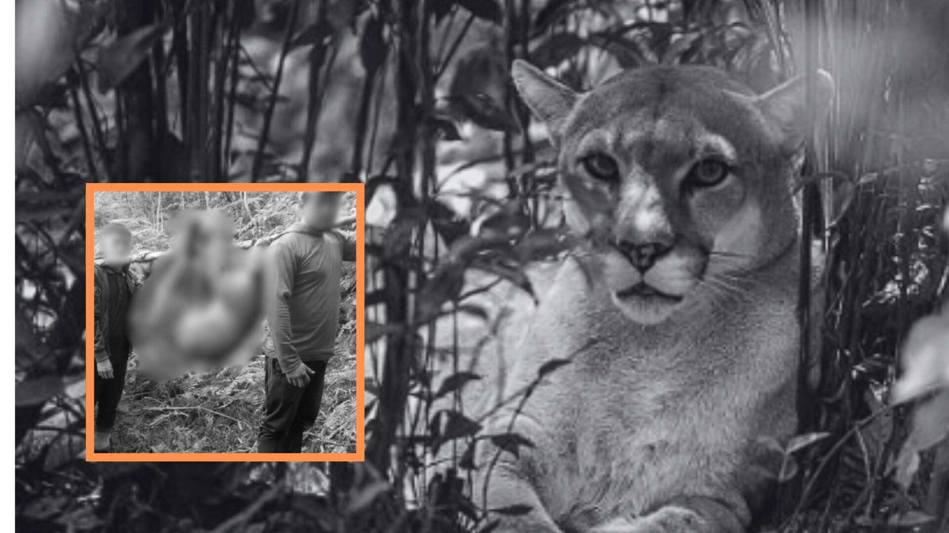 Un grupo de hombres asesinó a un puma concolor en Norte de Santander. Lo amarraron y lo colgaron - crédito Getty u @CORPONOR/X