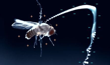 Investigación revela cómo la electricidad estática influye en las estrategias de caza de organismos diminutos (https://www.pnas.org/doi/10.1073/pnas.2503555122)