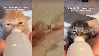 Una pareja rescata a una camada de 7 gatos. (@heycolanda)