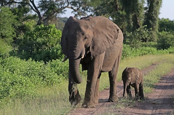 El caso del elefante africano de sabana es uno de los ejemplos que pone WWF de éxitos en la conservación de especies. (Sharp Photography/Wikimedia Commons)
