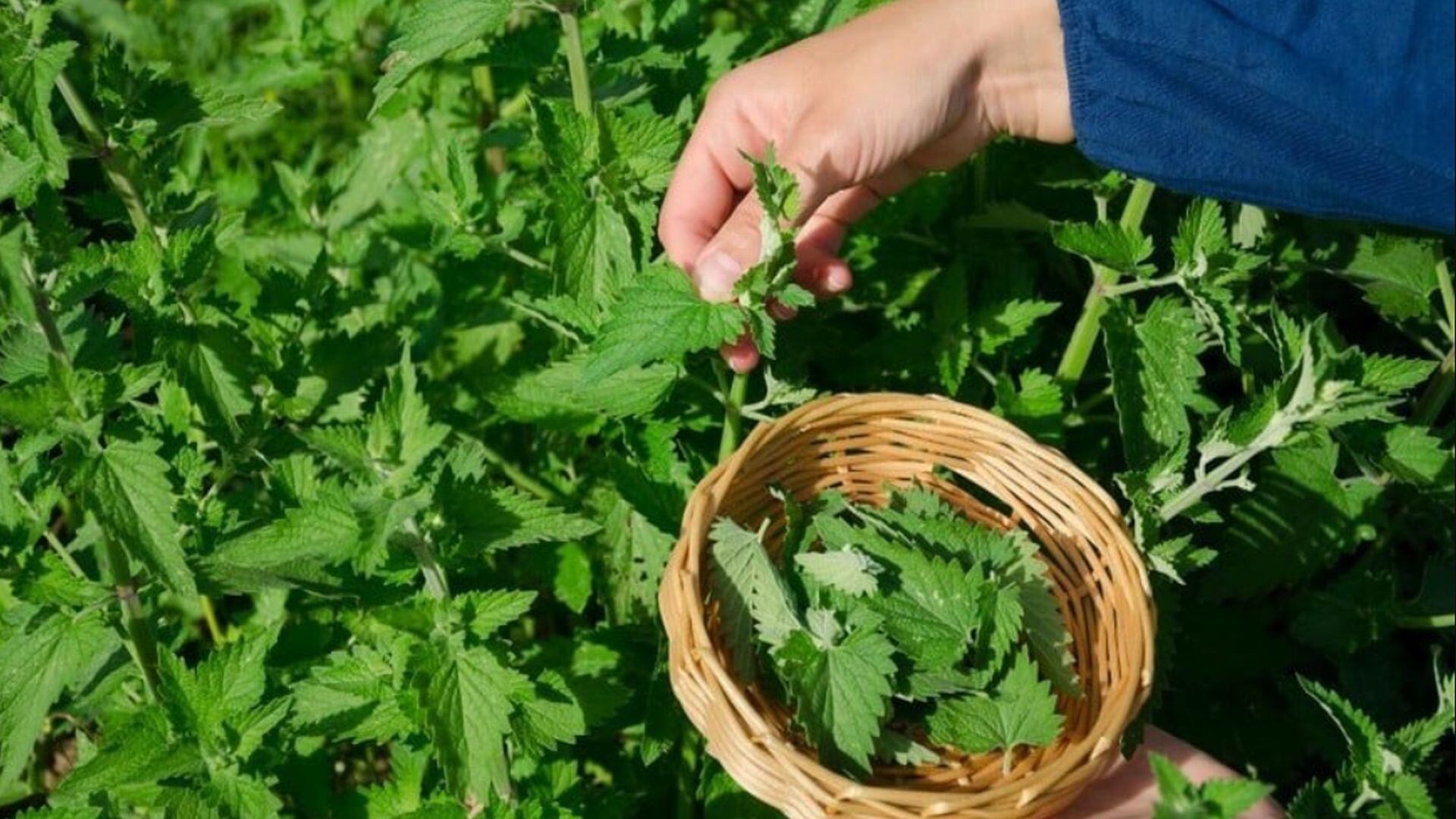 La investigación de Food Standards Scotland y científicos de la Universidad de Aberdeen permitió identificar el verdadero origen del té mediante huella elemental (ellitoral.com)