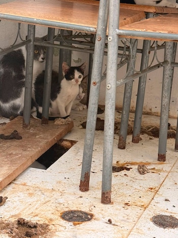 Funcionarios de SENASA y del OIJ rescatan a varios de los 26 felinos hallados en condiciones precarias dentro de la vivienda del agresor en Guadalupe de Cartago (Cortesía: SENASA).