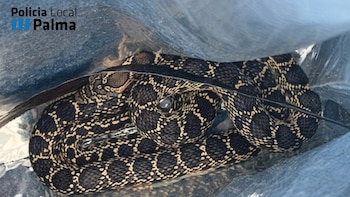 Una serpiente muerde a un policía cuando trataba de atraparla para sacarla de una vivienda en Palma