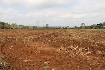 Amplio campo de tierra rojiza con surcos visibles y restos de vegetación seca, bordeado por árboles y con un cielo nublado al fondo