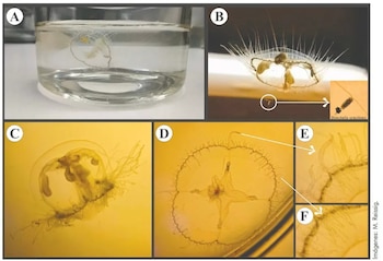 El hallazgo corresponde a la