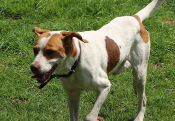 Refugio animal de la