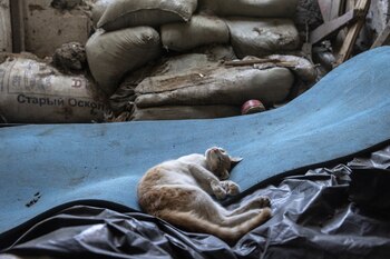 Un gato descansa en la