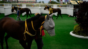 Delcy Rodríguez saca de carrera a “El Potro” de Maduro en medio de un escándalo de corrupción en el hipismo