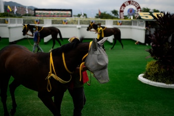 Un caballo, ataviado con una máscara, antes de la competencia International Caribbean Classic Series, en el hipódromo de Rinconada, en Caracas, Venezuela, el 11 de diciembre de 2022. (AP Foto/Ariana Cubillos)