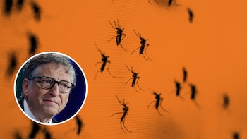 La biofabrica de mosquitos de