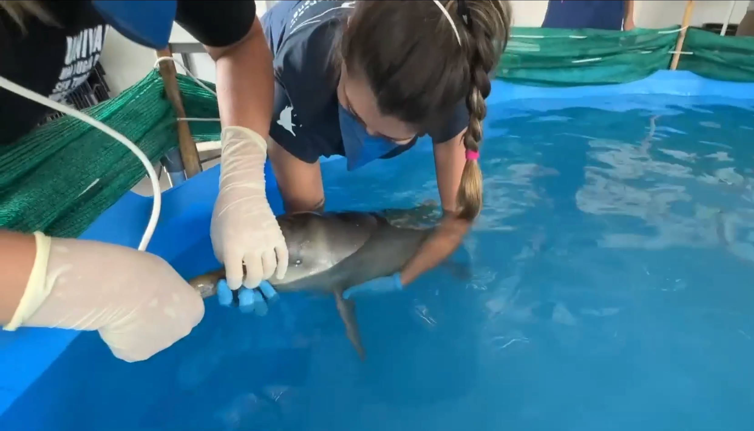 Un delfín que llegó desorientado es cuidado en Rocha, Uruguay (Captura Telenoche/Canal 4)