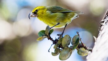 El kiwikiu, un ave endémica