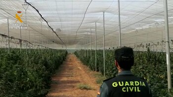 Una plantación de marihuana oculta