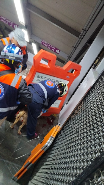 Mili fue rescatada en Metro