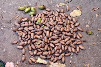 Los antioxidantes presentes en las