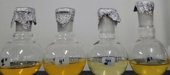 El fruto de esta palmera puede generar mucho más aceite de la soja, con el correspondiente correlato en la elaboración de biocombustibles (Revista Chacra)