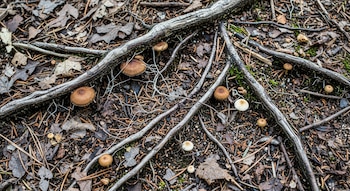 Primer plano del suelo de un bosque o pradera con raíces entrelazadas, varios hongos marrones y blancos, hojas secas y agujas de pino, y tierra húmeda.