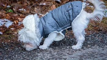 Las razas de perros que