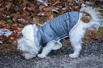 Cuándo necesitan los perros abrigo