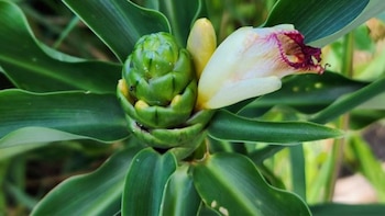 Esta planta contiene diversos beneficios