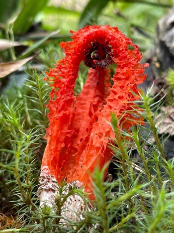 Hongos Laternea pusilla (Foto: Giuliana