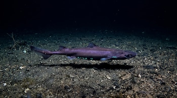 Un tiburón linterna de color oscuro nada en un fondo marino oscuro con rocas y sedimentos, con puntos de luz verde azulada en su parte inferior.