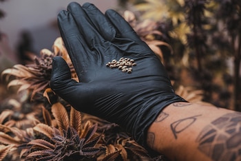 Producción de semillas de cannabis