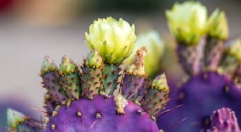 El misterio del nopal morado: