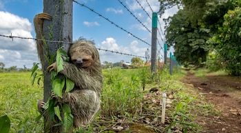 Un perezoso aferrado a una