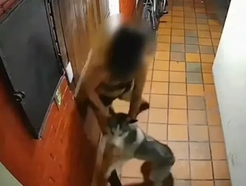 El perro fue rescatado con lesiones visibles y quedó bajo atención médica veterinaria especializada tras el reporte de los vecinos - crédito X
