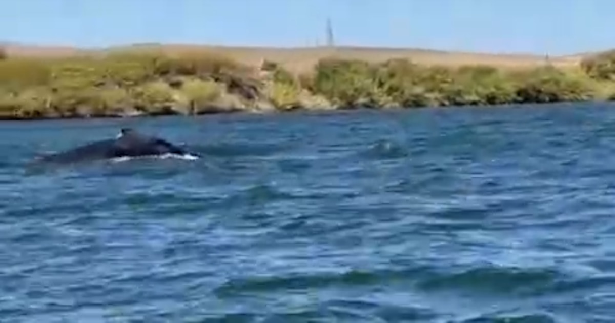 Photo: infobae.com Humpback Whale Spotted 60 Miles Inland in California's Sacramento River