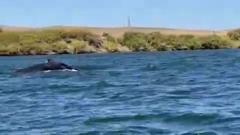 Sorpresa en California: avistaron una ballena jorobada en el río Sacramento