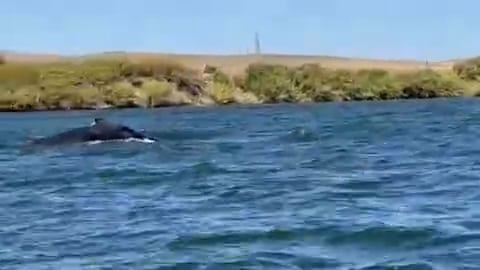 Una ballena jorobada adulta fue avistada en el río Sacramento, a unos 97 kilómetros del océano Pacífico, al norte de California (Captura de video).