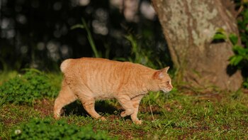 Por qué en Japón los