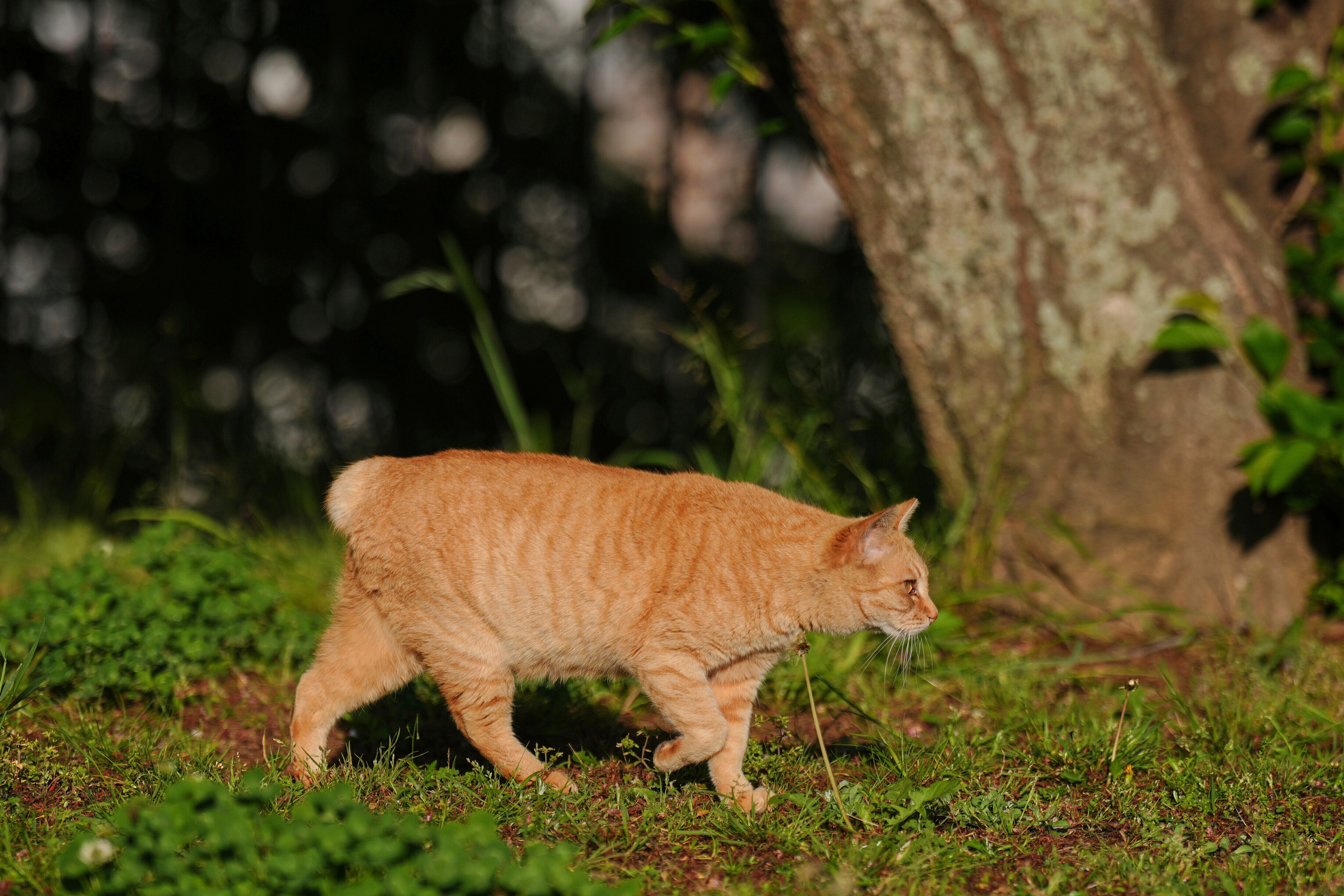 Los gatos sin cola de Nagasaki son considerados símbolos de buena fortuna y reflejan una rica identidad cultural local (AP Foto/Eugene Hoshiko)