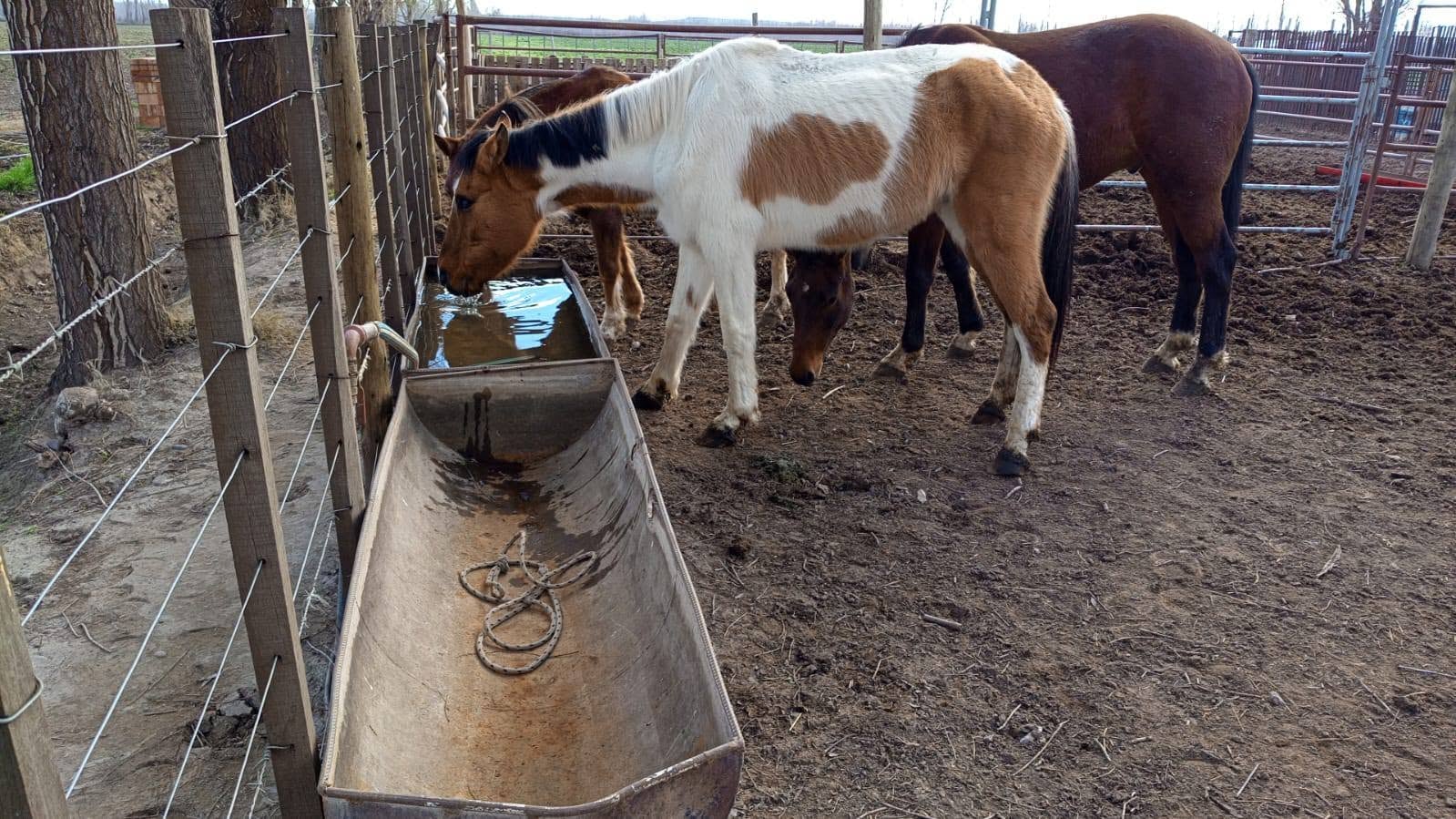 Una colecta solidaria reunió 150.000 pesos para cubrir el combustible del rescate del caballo abandonado desde el embalse de Casa de Piedra. (RAHU)