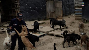 Maltrato animal: más de 300 perros sobrevivieron hacinados, enfermos y sin comida en un falso refugio de Cundinamarca