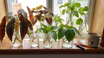 Frascos de vidrio con esquejes de begonia, coleo, potos y filodendro en agua sobre un alféizar de madera, junto a unas tijeras de podar y una taza.